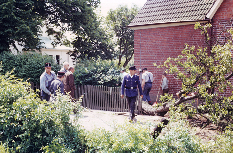 abgesegter morscher Baum